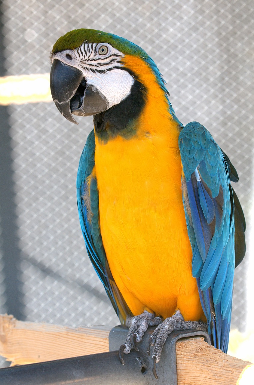 Perroquet coloré